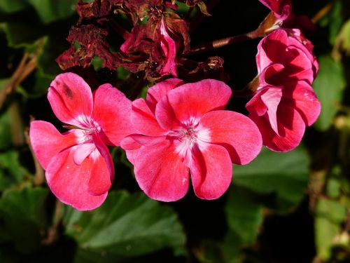 pink geranium close-up