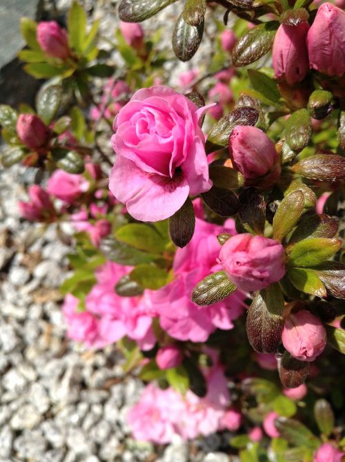 pink flowers green