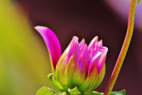 pink flower pakistan