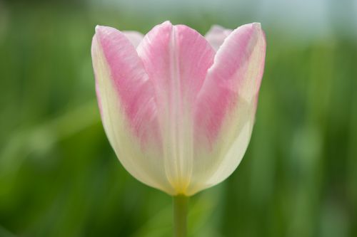 pink tulip green