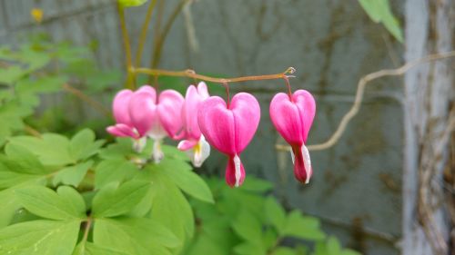 pink bleeding heart