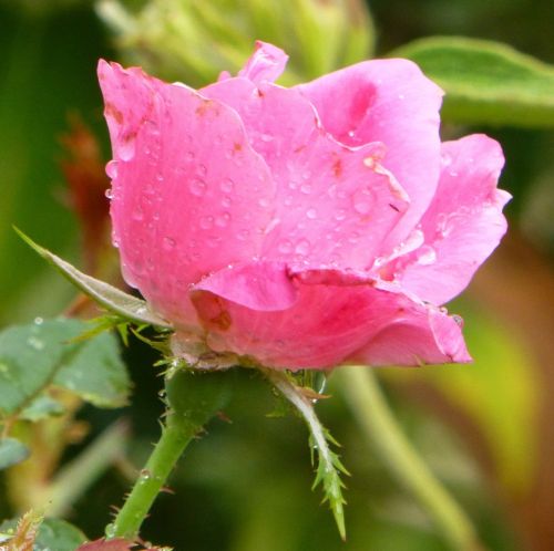 pink rose flower