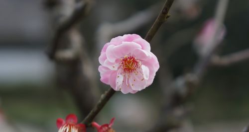 pink plum blossom flower