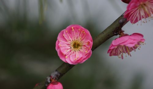 pink plum blossom flower