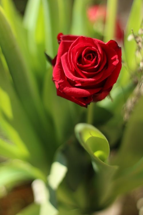 pink flower red