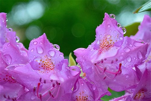 pink flower rhododendron