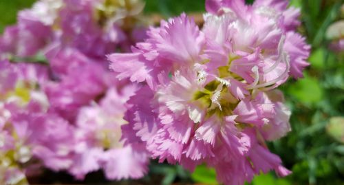 pink flower garden