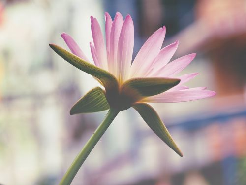 pink lotus flower