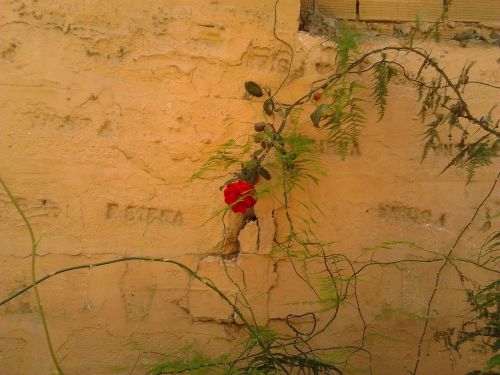 pink wall flowers