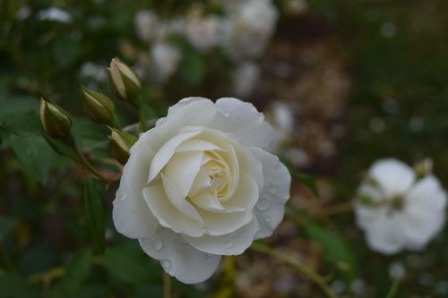 pink white flowers