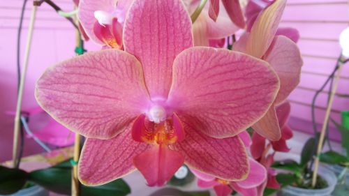 pink orchid bloom