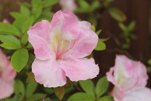 pink flower xie