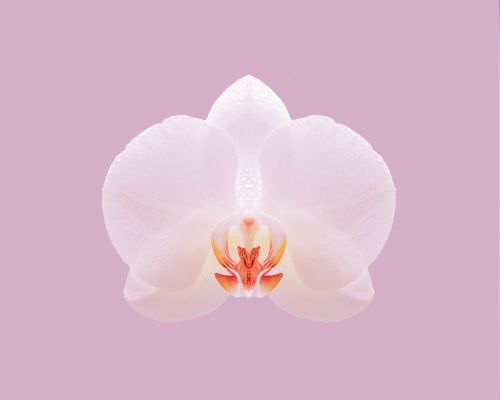 pink orchid nature