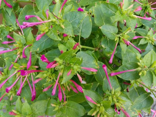 pink flowers fine