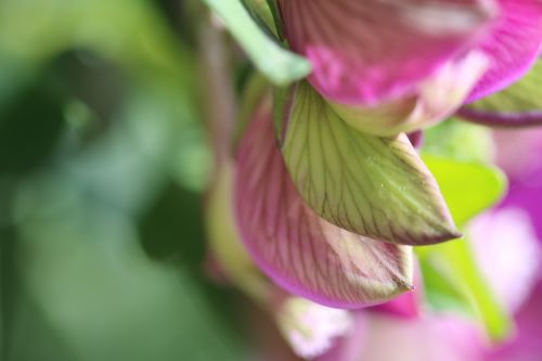 pink macro plant