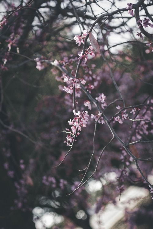 pink flowers tree