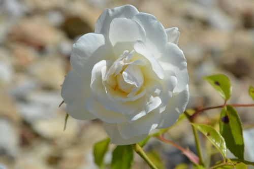 pink white rosebush