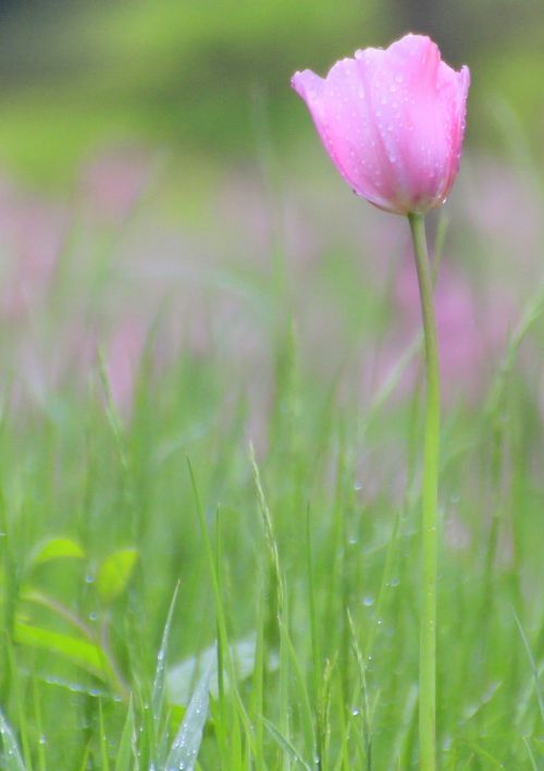 pink tulip flower