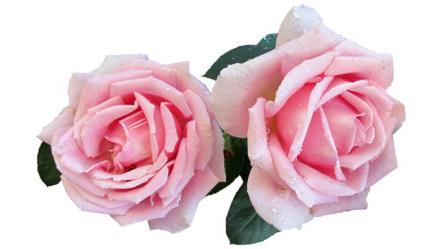 pink perfumed rose