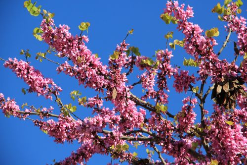 pink blue sky