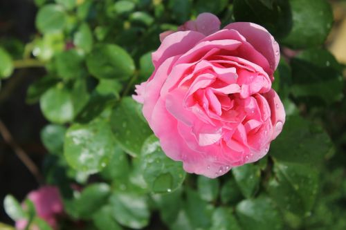 pink flower red rose