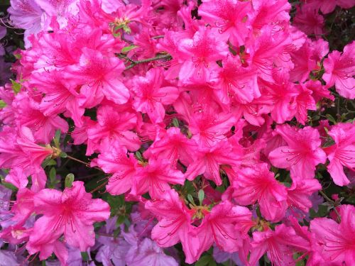 pink fuschia landscape