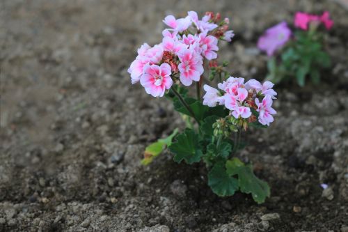 pink purple flower