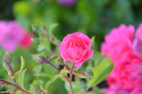 pink rose bud flower