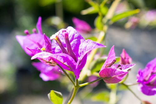 pink flowers nature