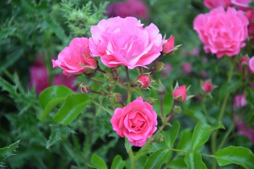pink rose bud garden