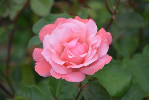 pink rosebush spice