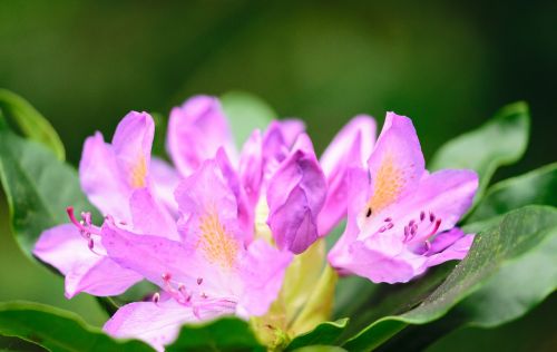 pink nature flowers