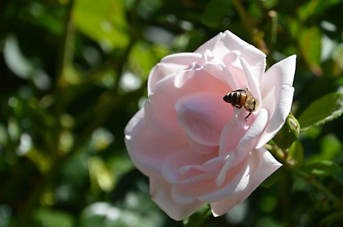 pink rose bee