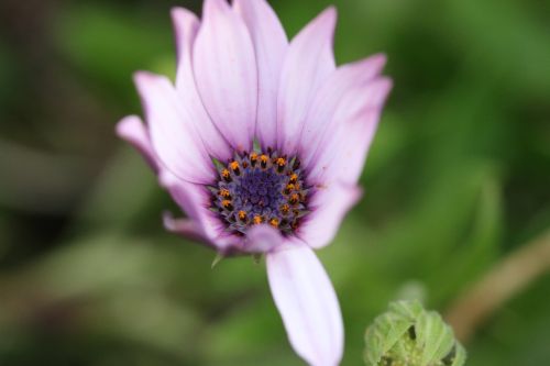 pink purple flower