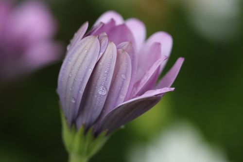 pink purple flower