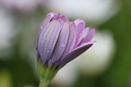 pink purple flower