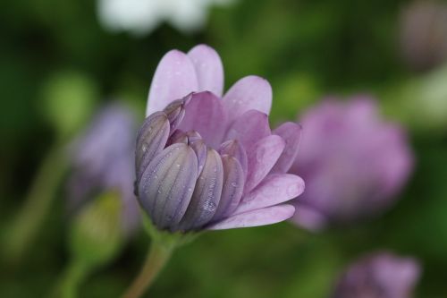 pink purple flower