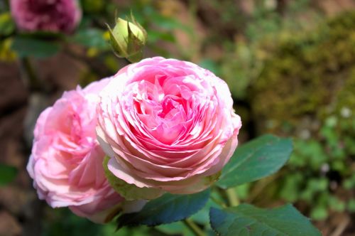 pink flowers nature