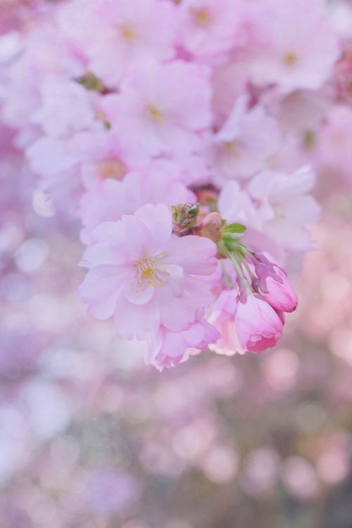 pink lilac flowers