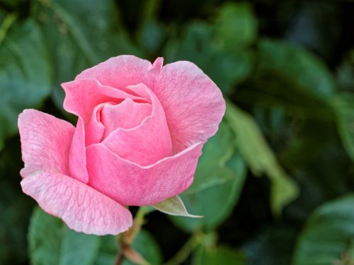 pink rose stalk
