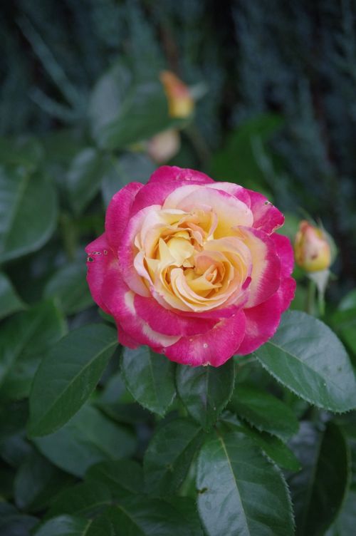 pink flowers summer