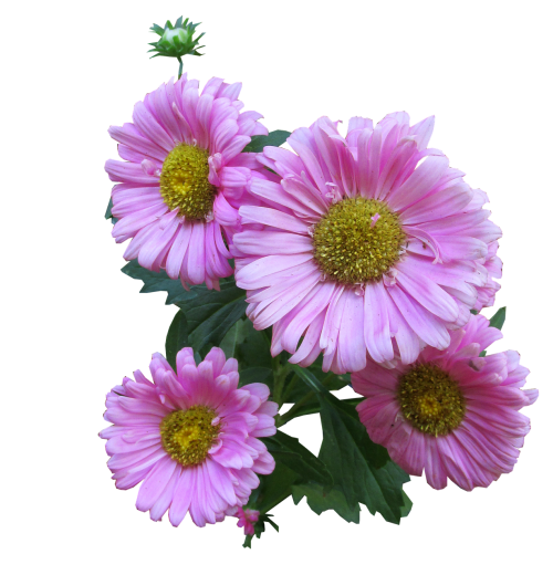 pink daisy cut