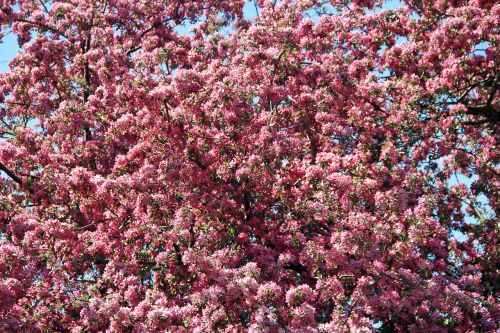 pink blossom spring