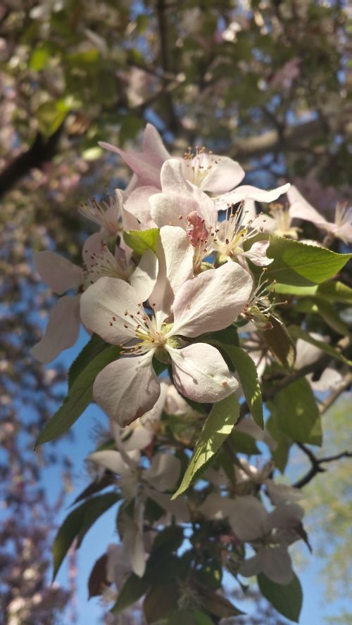 pink blossom pale pink