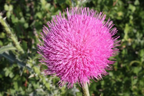 pink flower colorado