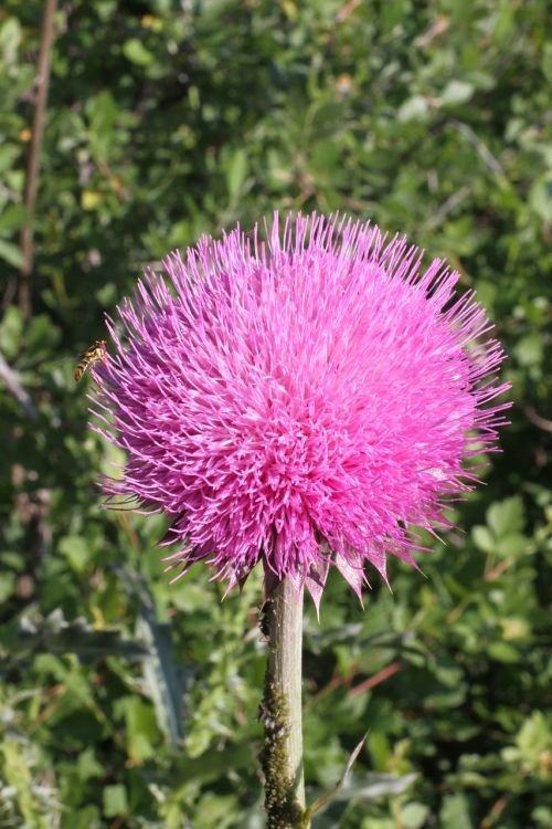 pink flower colorado