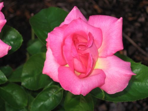 pink pink rose rose