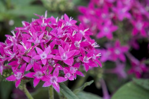 pink flower nature