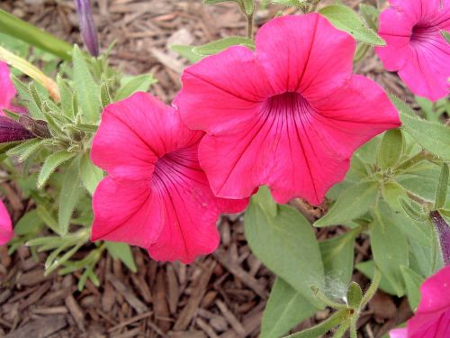 pink plant flower