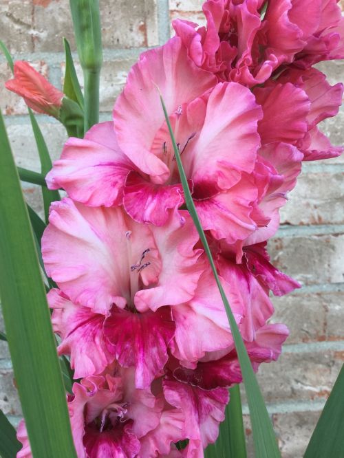 pink gladioli garden